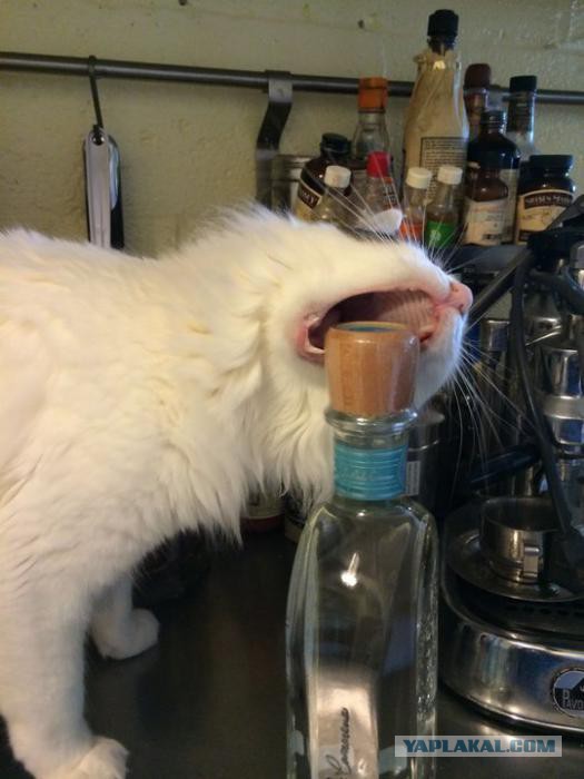Будни кота