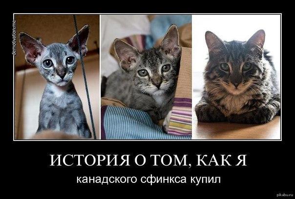 Картинки и демотиваторы