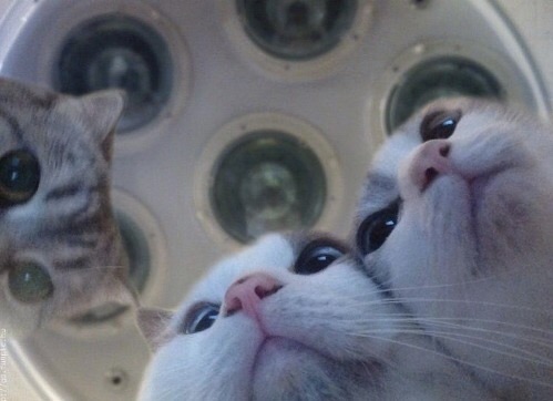 Котовторник