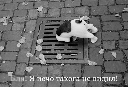СОБАКИ и ЩЕНКИ. Все про собак!