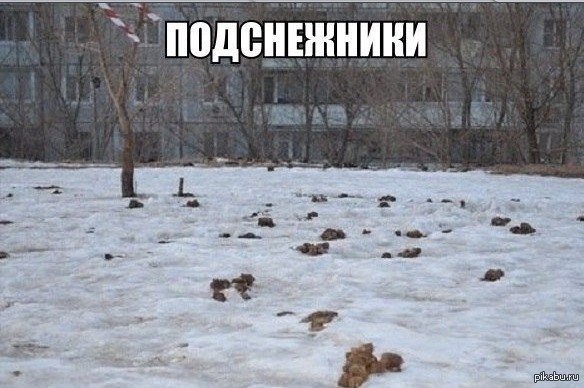 Интересные видео примеры того когда собаки главнее своего хозяина.