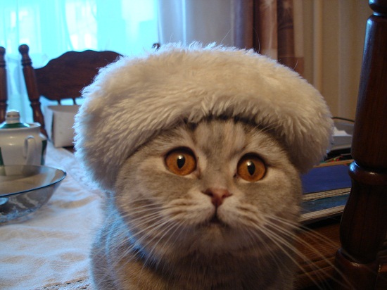 Котовторник  01.03.2016