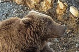 Медведь убил белоголового орлана, отгоняя его от добычи