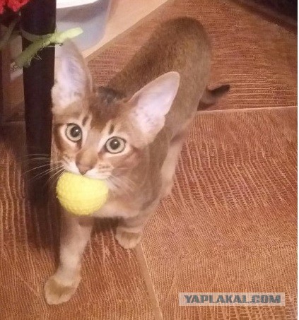 Котовторник 15.03