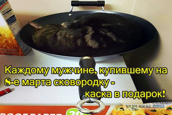 "Десять минут искал кота, пока не увидел это на холодильнике"