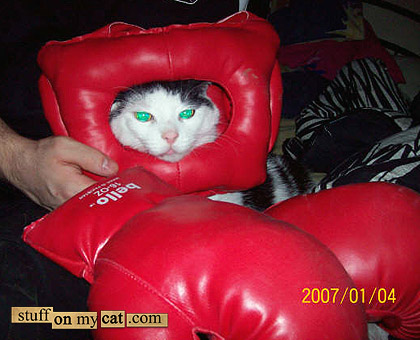 Вещи на моем кошаке!