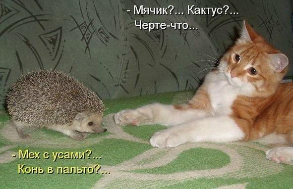Мохнатые беспредельщики