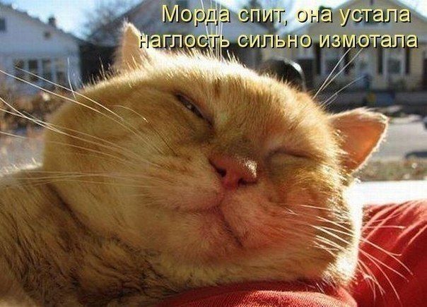Мохнатые беспредельщики