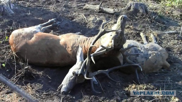 Техасский охотник подстрелил оленя, бегающего на оголенных костях