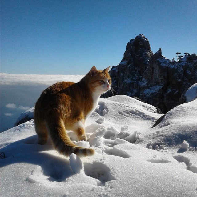 Котовторник 13.12.2016