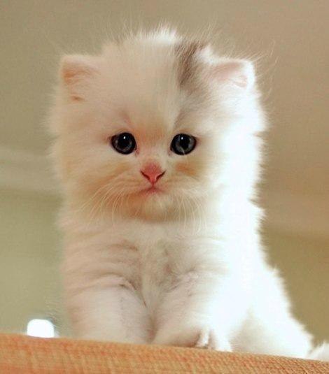 Коты из сети