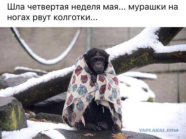 Забавные комментарии, шутки и фразы из этих ваших интернетов
