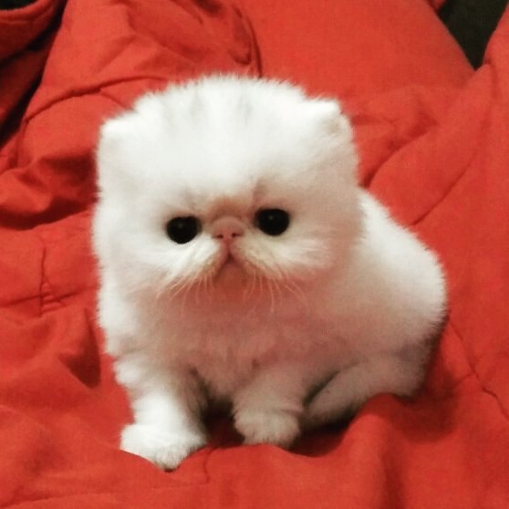 Коты и Кошки