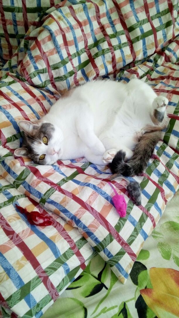 Котовторник