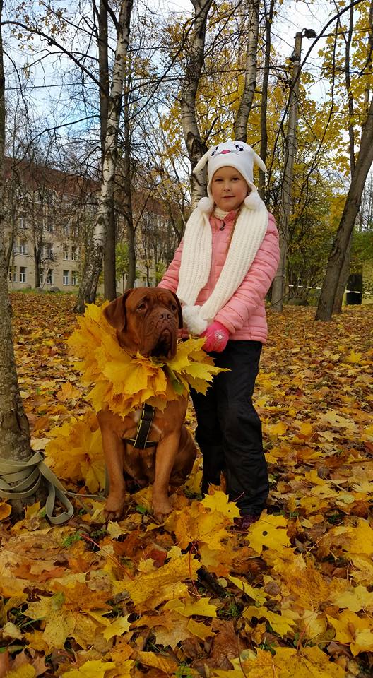 Наши собаки