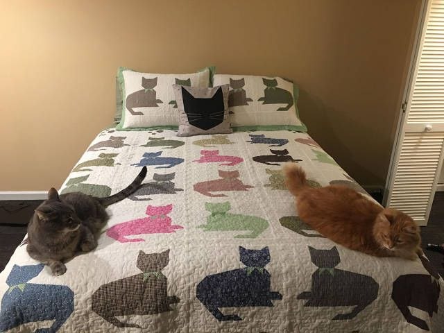 Коты и Кошки