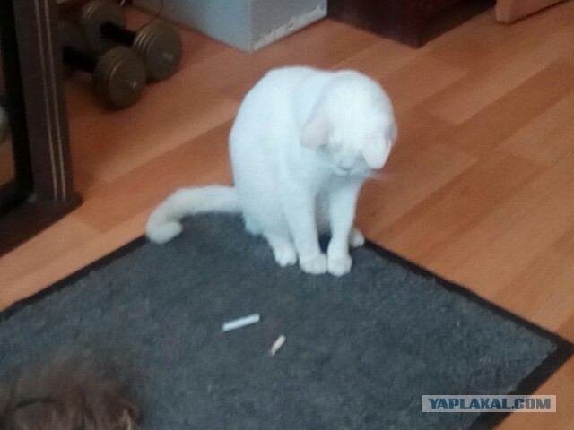 Котовторник 27.02.2018 наступил!