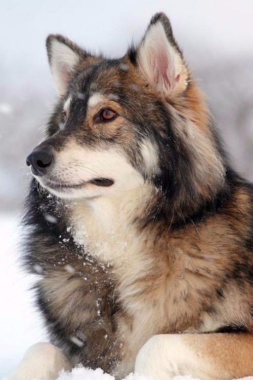 Живность из сети
