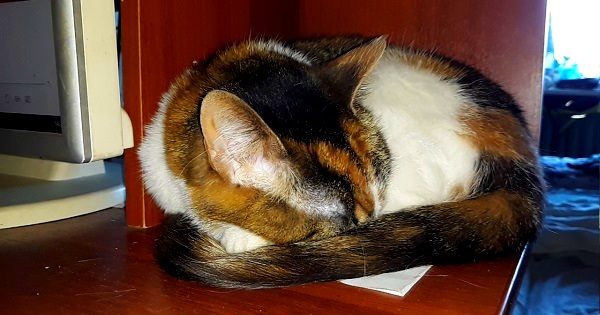 Котовторник 19.06.2018