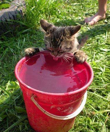 Уррааа! Котовторник на ЯПлакалъ!