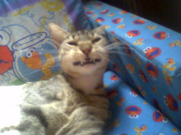 Кошак в шоке