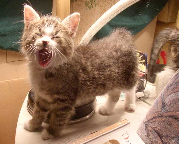 Коты говорят НЕТ понедельникам! Зевающие коты