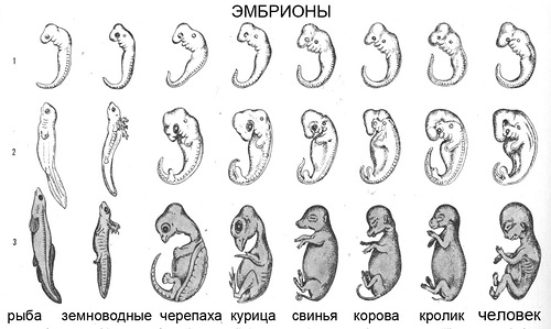 Дело живодерок №2
