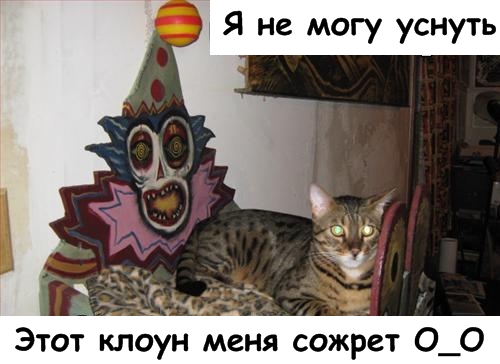 Lolcats - котовторник 33 лолокота!