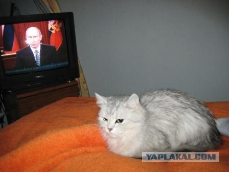 Котовторник 4.01.2011 - первый котовторник года