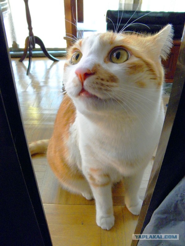 Котовторник (24. 01. 2012 )