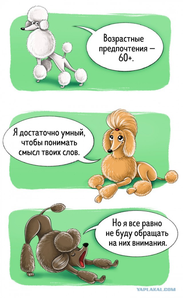 Гид по породам собак