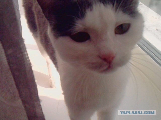 Котовторник (28.02.2012)