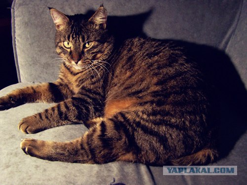 КОТОВТОРНИК (6.03.2012)