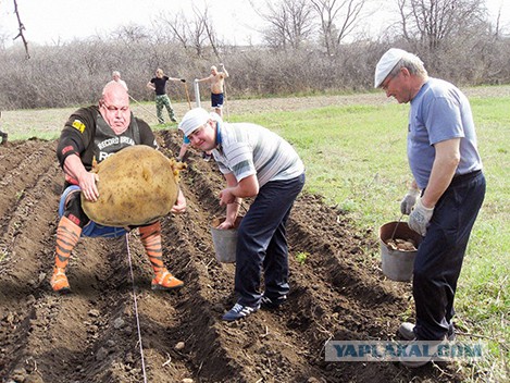 Болгарский силач поднимает «огромную картошку» (на самом деле камень)