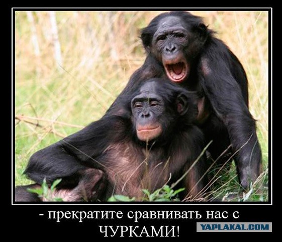 Хабиб, ты?