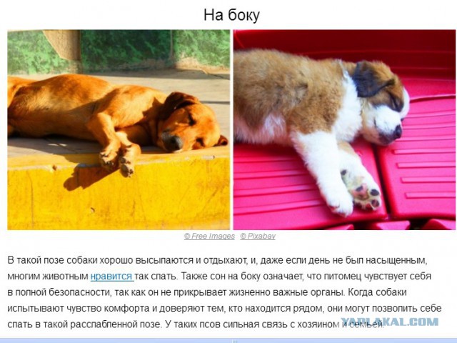 Признаки умирающего собаки. Таблица болезни собак. Собака которую воскресили. Джон ангер и его собака. Признаки умирающего собаки.