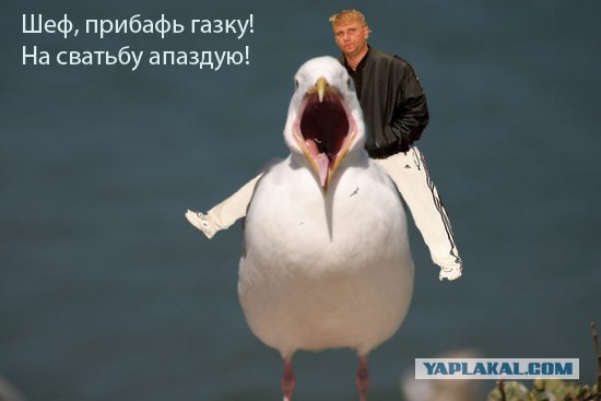 Чайка из Алькатраца