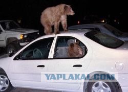 Уронили мишку на пол.