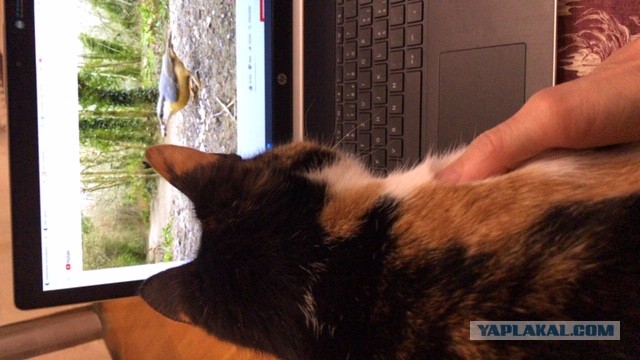 Котовторник. Добавляйте своих