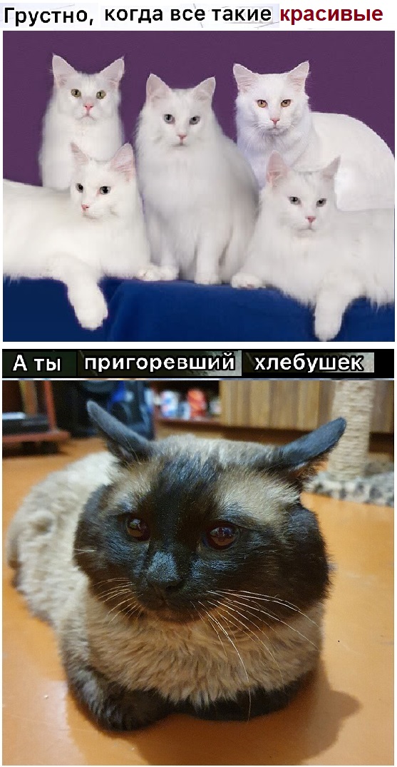 Картинки с надписями и котами