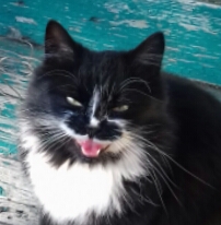Котовторник. Поговорим о кличках, друзья
