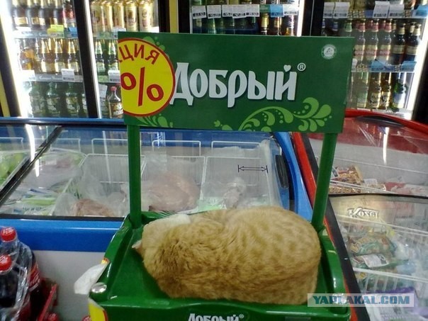 Картинки. Баян-прибоян Япа