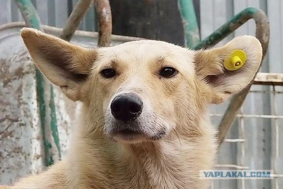 "Песель, что то обнаружил"