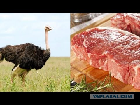 Говядина - это какая птица?