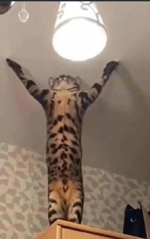 Сегодня всемирный день кошек!