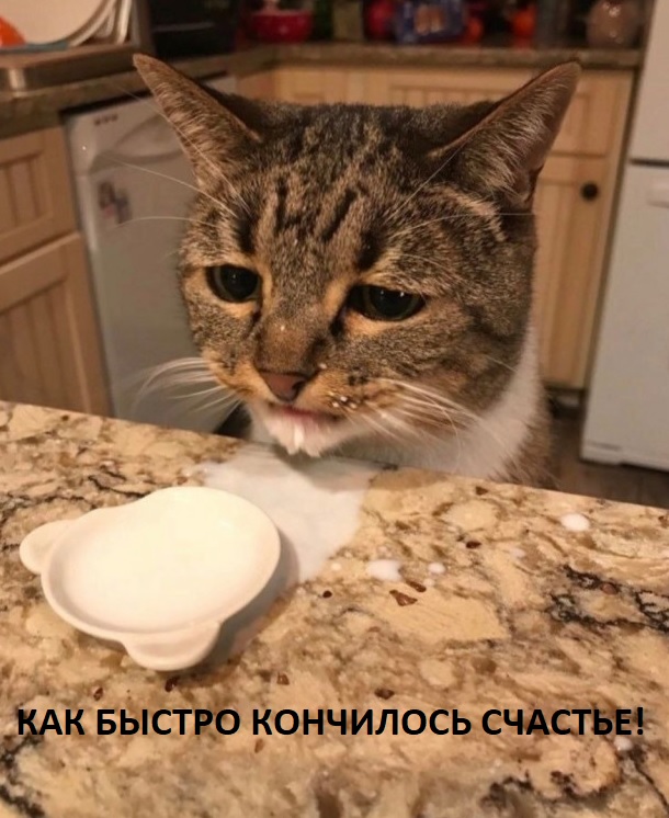 Кот - сухоглот