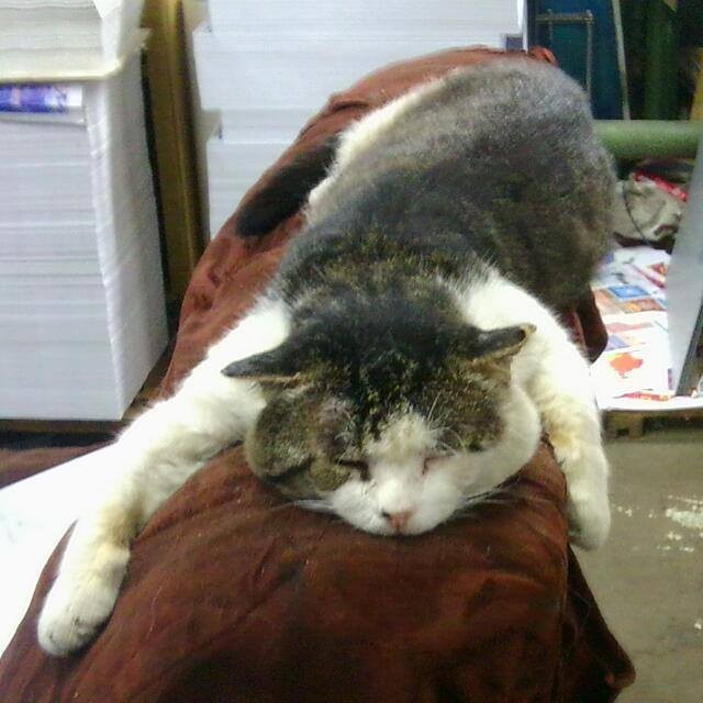 Коты на производстве