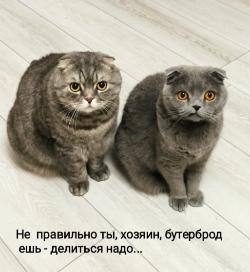 Без вины виноват