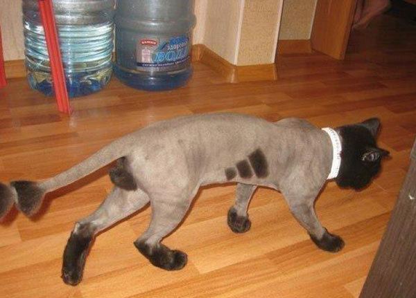 Фотоподпорка мирного времени