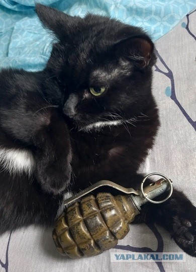 Котовторник же!